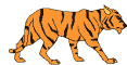 Tiger walks